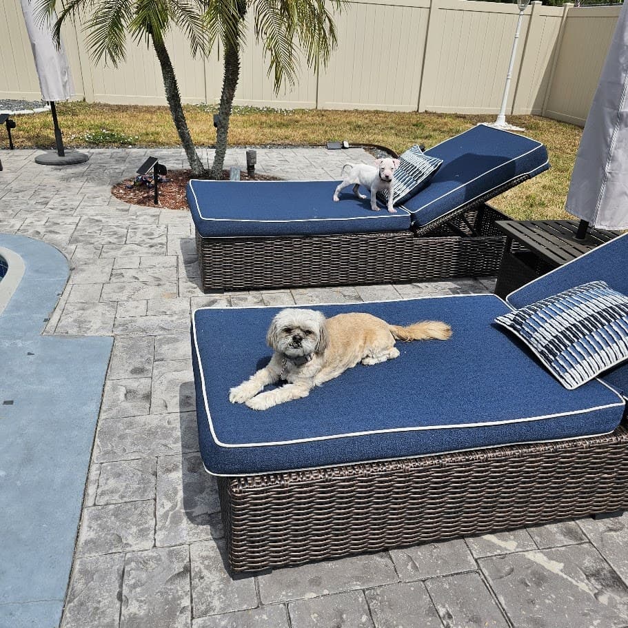 Paris and puppy Misty lounging on the patio loungers in the backyard.