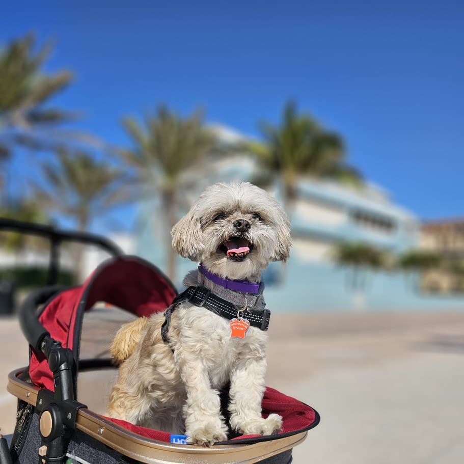 Paris sitting up like royalty in her stroller with palm trees behind her.