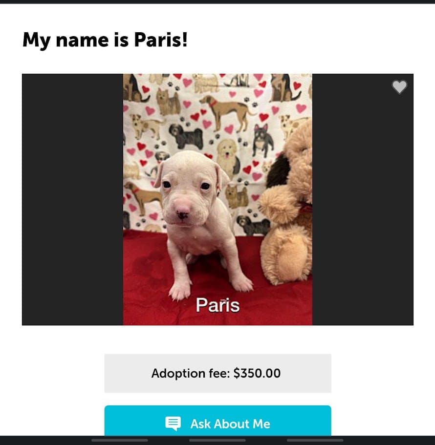 The rescue listing for a white puppy titled My name is Paris