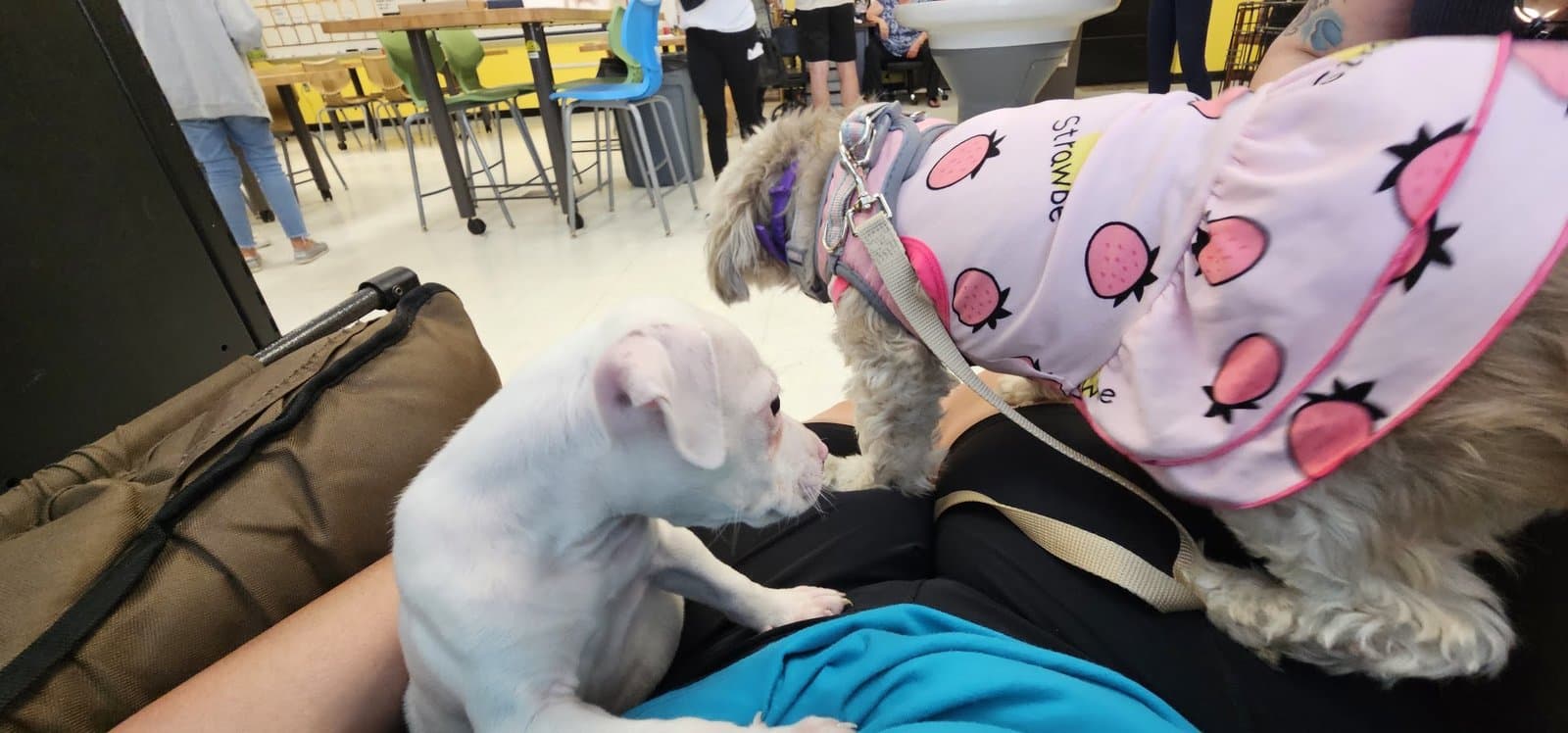 Paris in her strawberry outfit meeting the tiny white puppy nose to nose for the first time