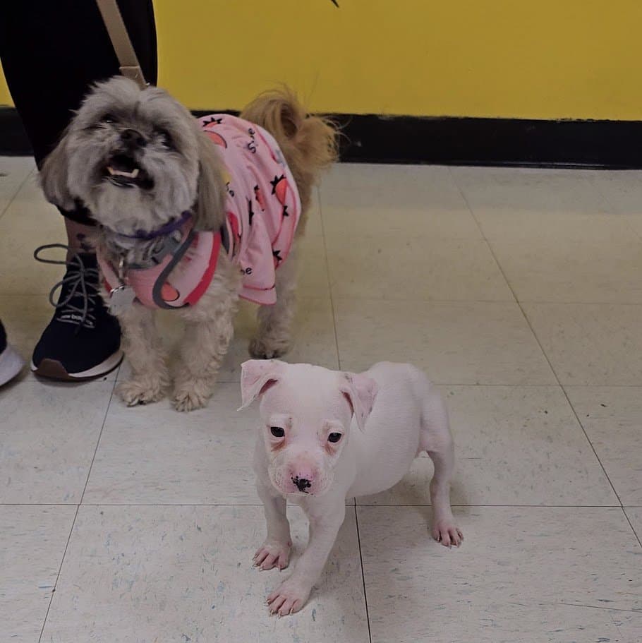 Paris in her strawberry outfit standing beside the tiny white puppy on the floor