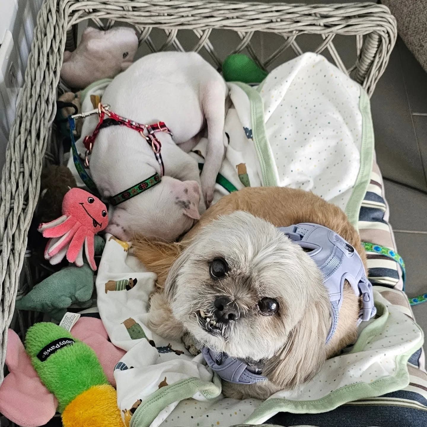 Paris and Misty curled up napping together in their basket.