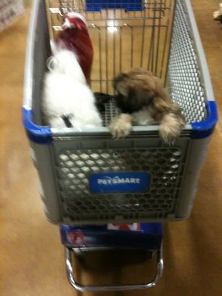 Baby Paris and Angel riding together in a PetSmart cart, her little paws hanging over the edge
