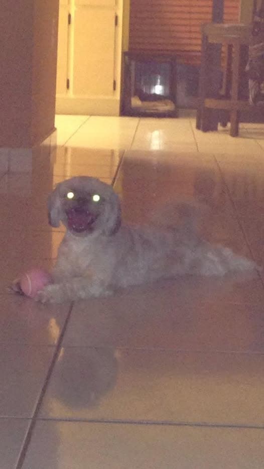 Paris lying on the tile floor with her favorite pink tennis ball under her paw