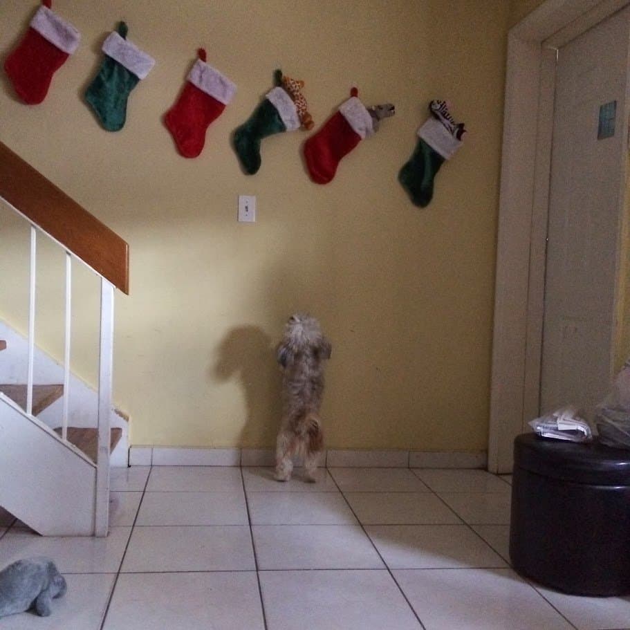 Paris standing on her hind legs reaching up toward a row of Christmas stockings on the wall