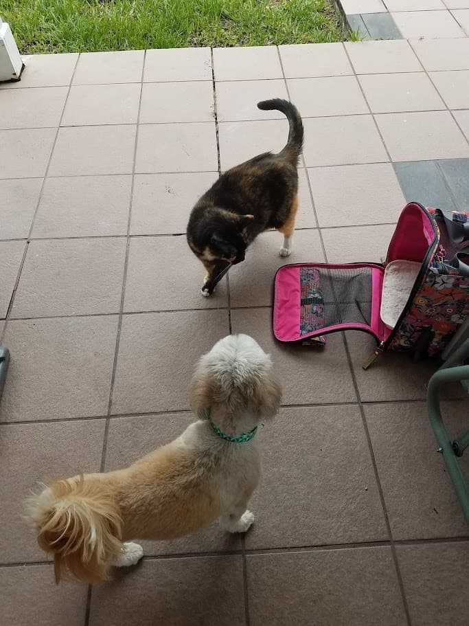 Paris nose to nose with Luna the cat by her open carrier on the patio.