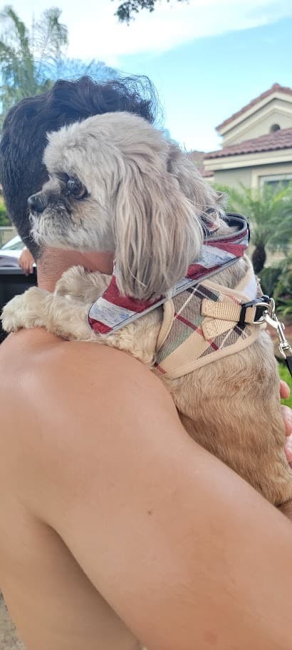 Paris in her plaid harness resting up over a shoulder outside on the Fourth of July.