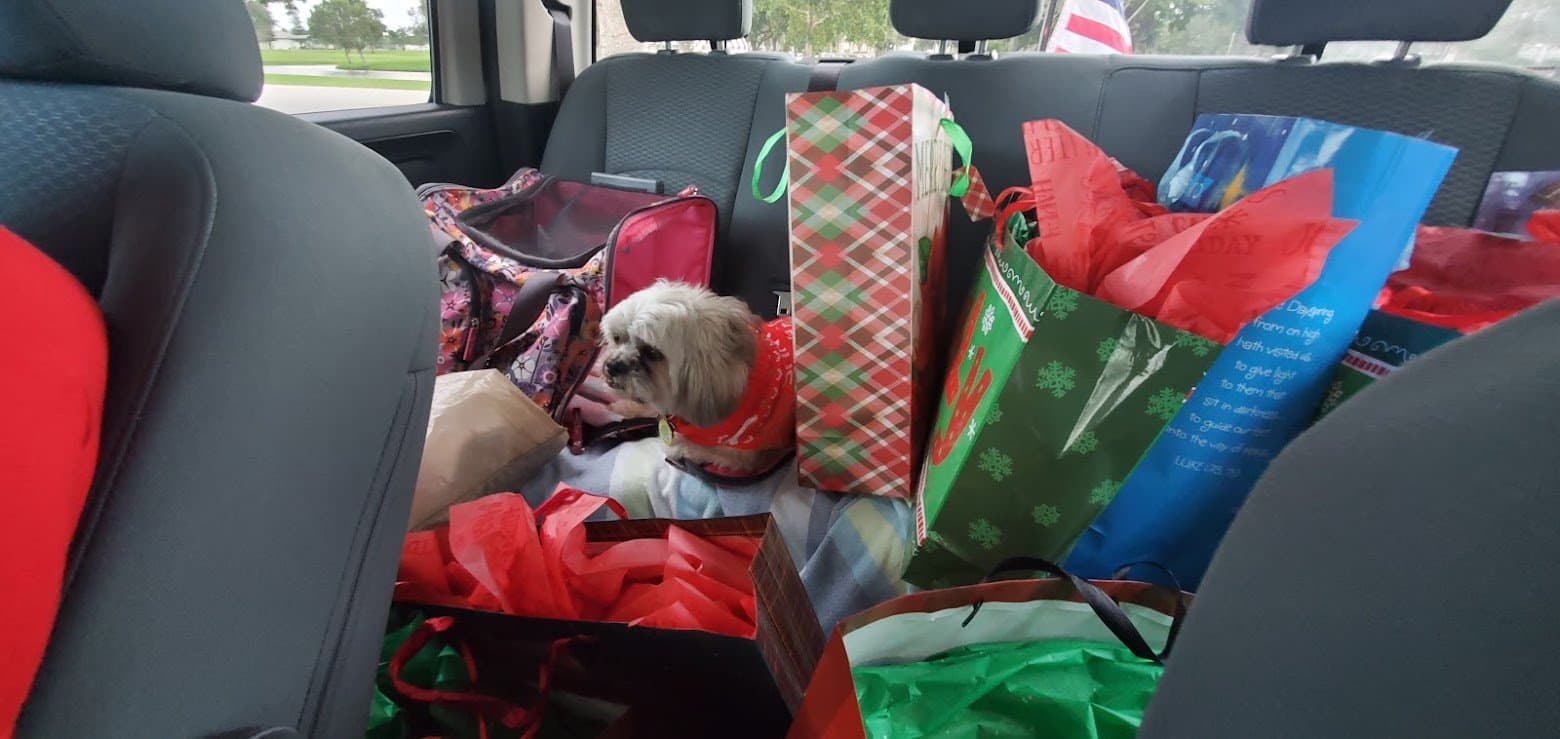 Paris in a red bandana riding in the truck surrounded by wrapped Christmas gifts