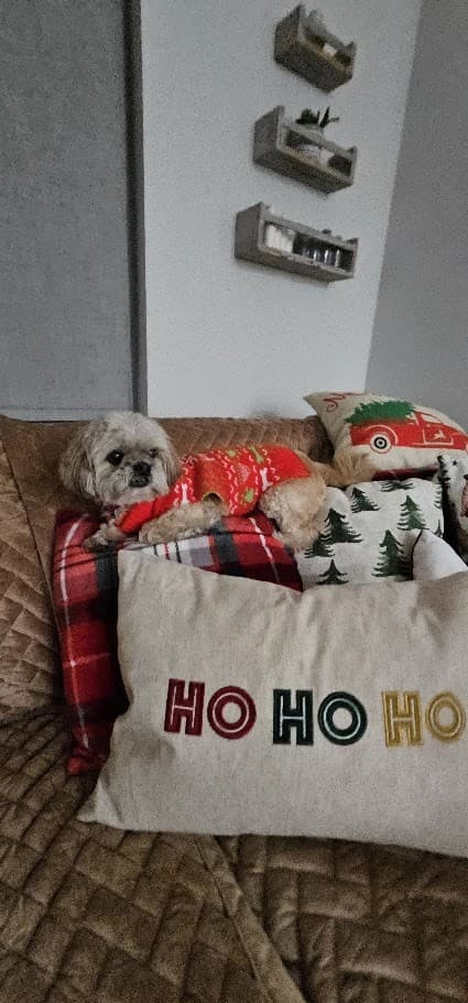 Paris in her Christmas sweater resting on the couch beside a Ho Ho Ho pillow.