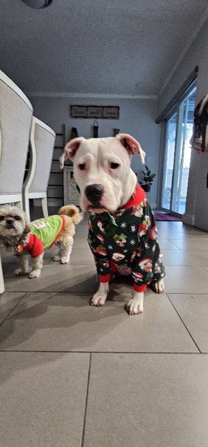 Paris and Misty standing together in matching Christmas pajamas.