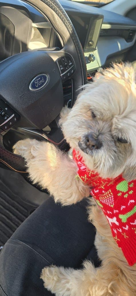 Paris with a paw on the steering wheel like she is ready to drive.