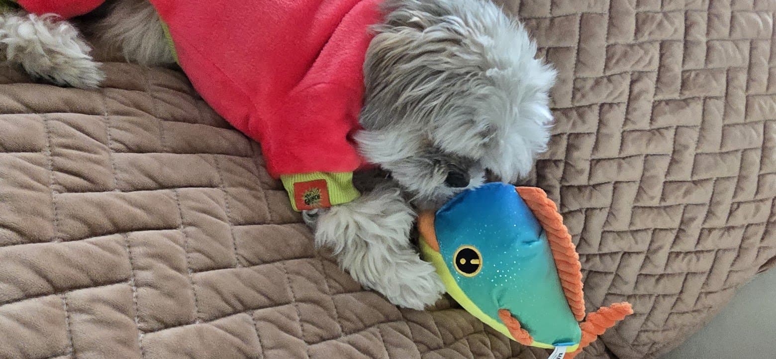 Paris snuggled up with her fish toy on the couch.