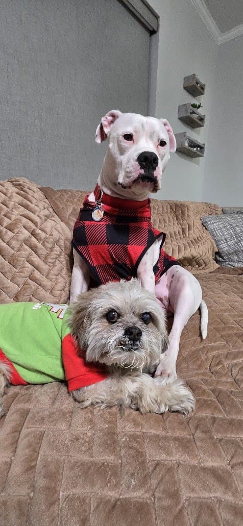Paris in front and her sister Misty behind her, in matching holiday sweaters on the couch.