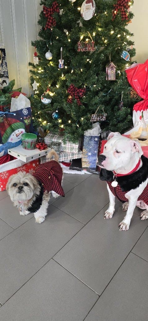 Paris and Misty in plaid by the Christmas tree.