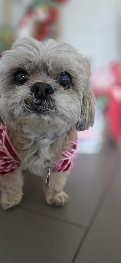 Close-up of Paris in her candy-cane sweater looking up at Momma.