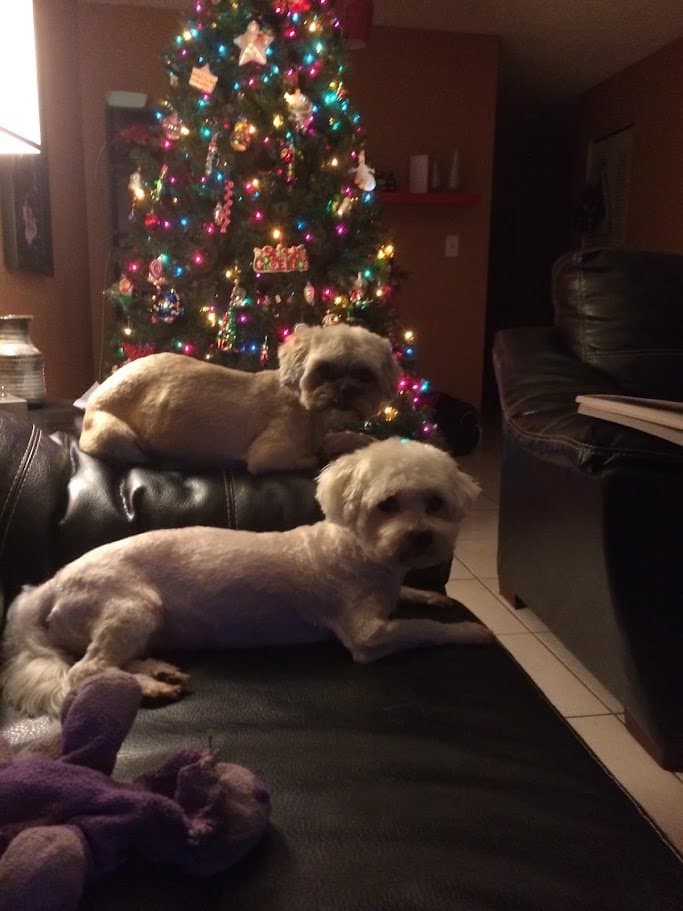 Paris and her big sister Angel resting together in front of the lit Christmas tree