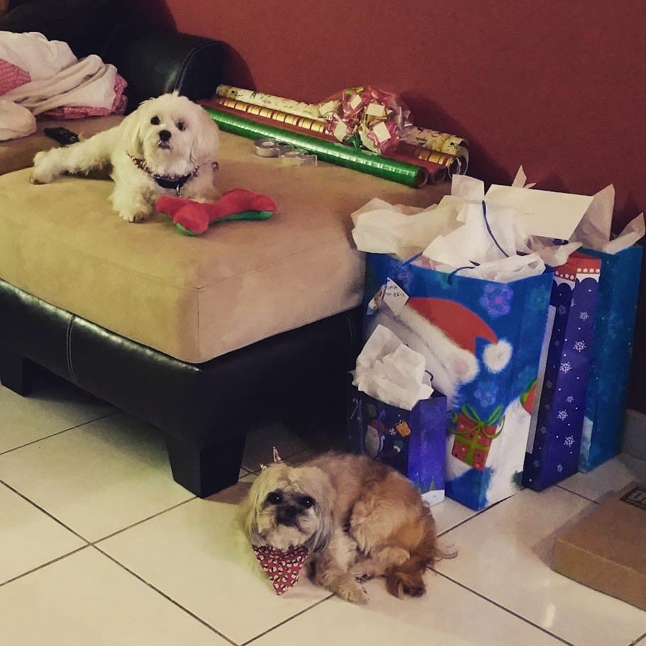 Paris and Angel resting among the wrapped Christmas presents