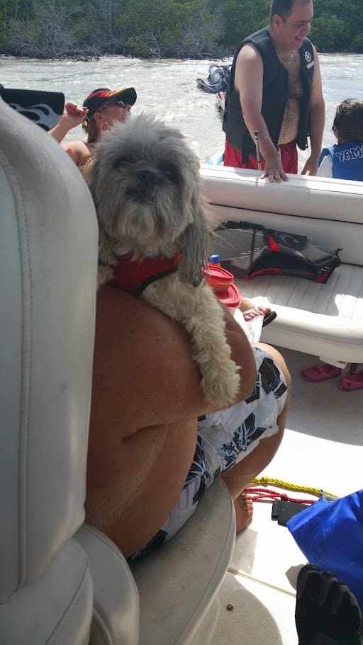 Paris in her harness perched up on Willie V's shoulder on the boat