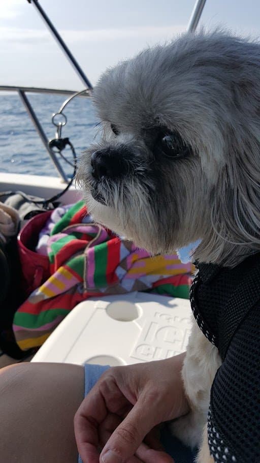 Close up of Paris's face on the boat with a colorful towel beside her