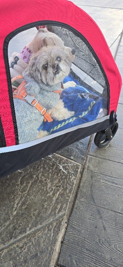 Paris looking out from inside the red stroller in her harness