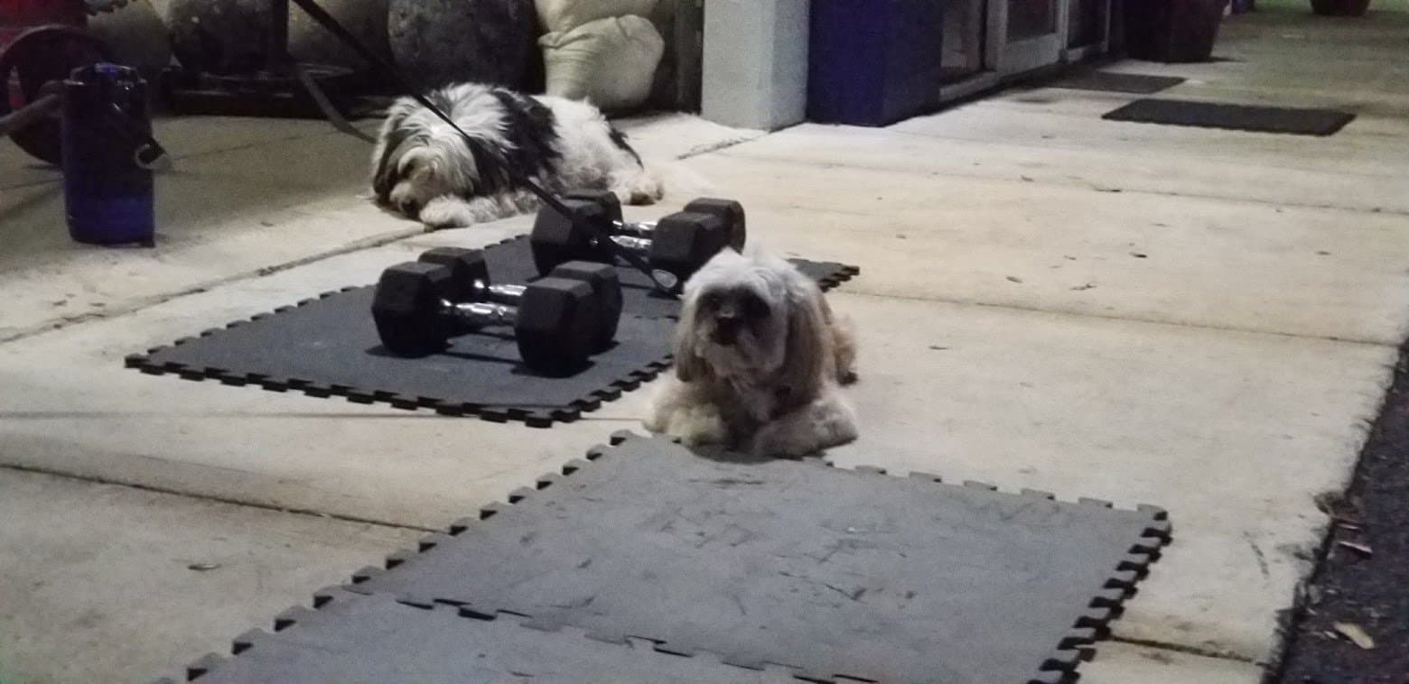 Paris resting on rubber gym mats next to a set of dumbbells, another little dog nearby