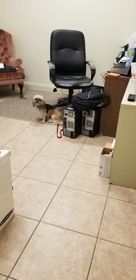 Paris sitting right next to my office chair