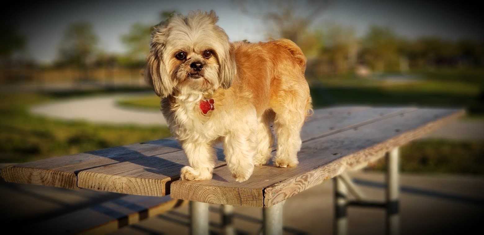 Paris standing on the picnic table looking at the camera in warm light