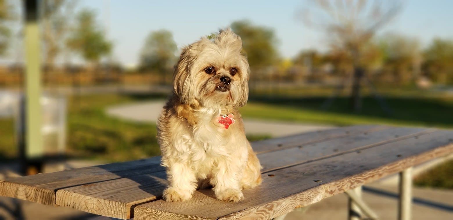 Paris sitting on a picnic table at the park in golden evening light, the blurred park behind her