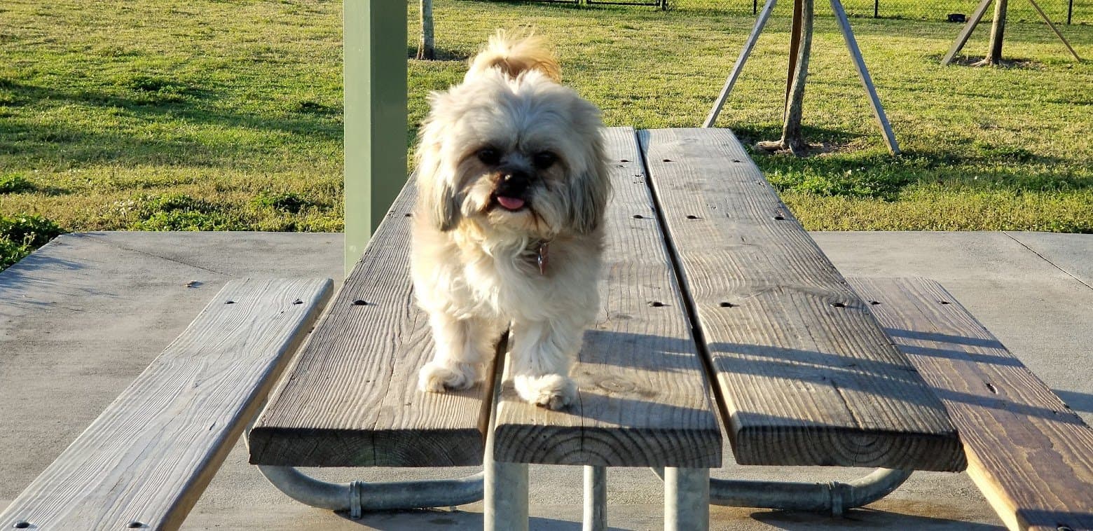 Paris on the picnic table with her tongue out, park behind her