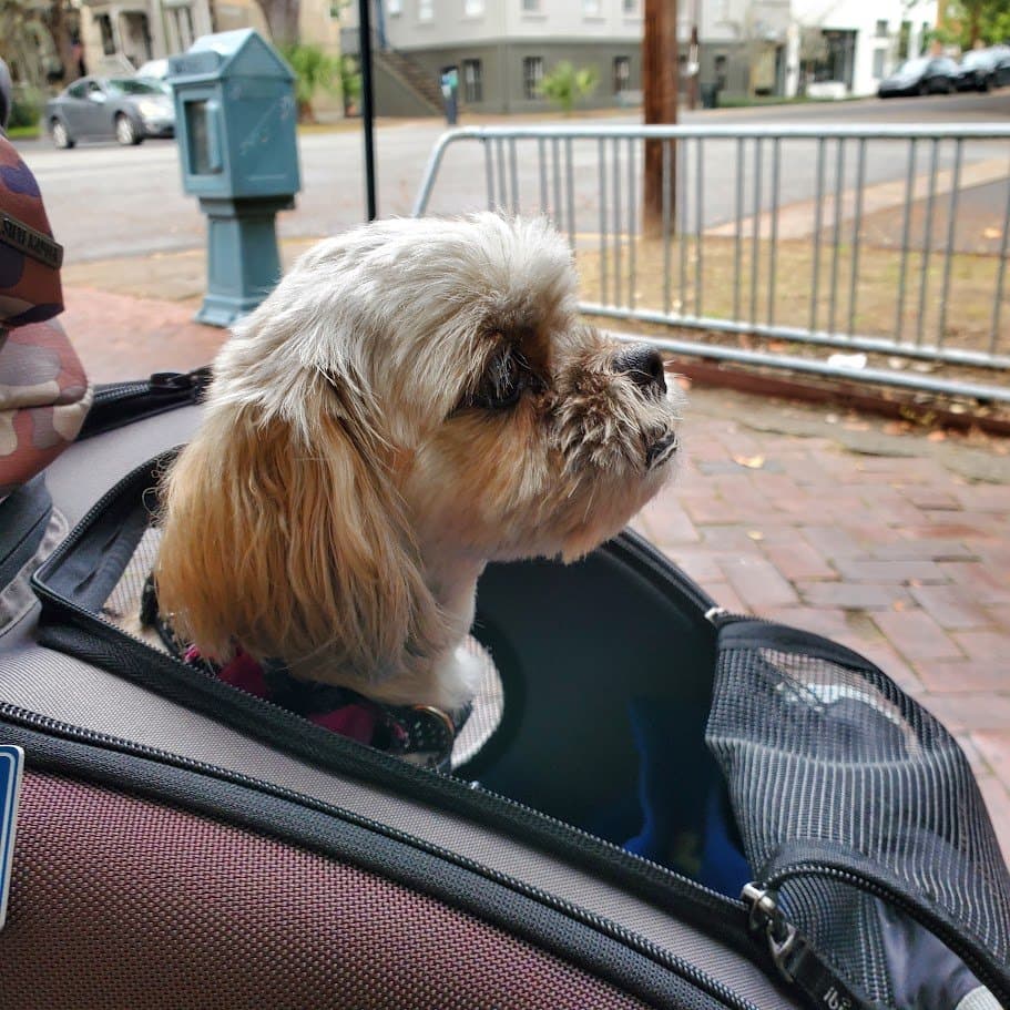 Paris riding in her carrier taking in a Savannah square