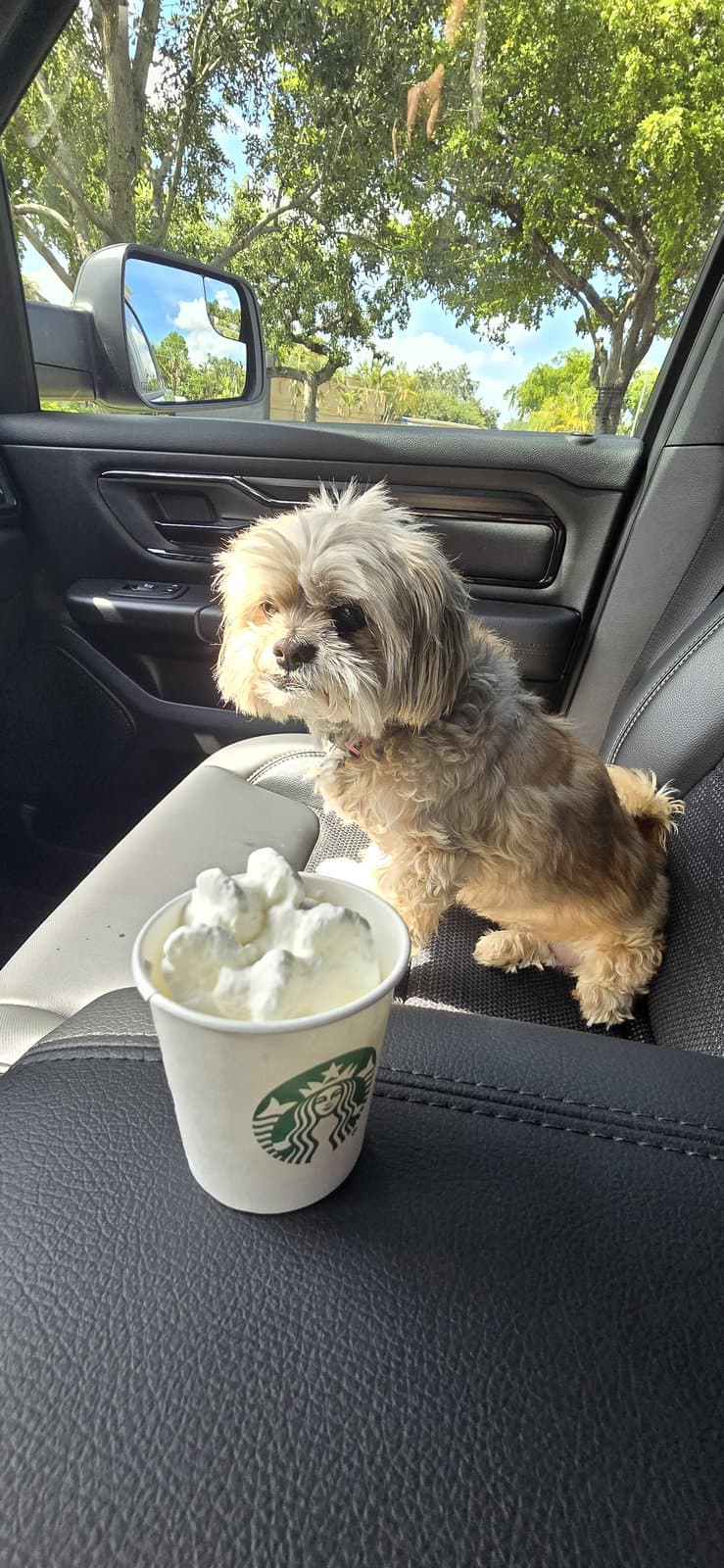 Paris riding shotgun in the truck next to a pup cup