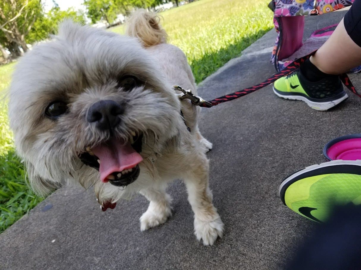 Paris out on a walk at the park, grinning up at the camera