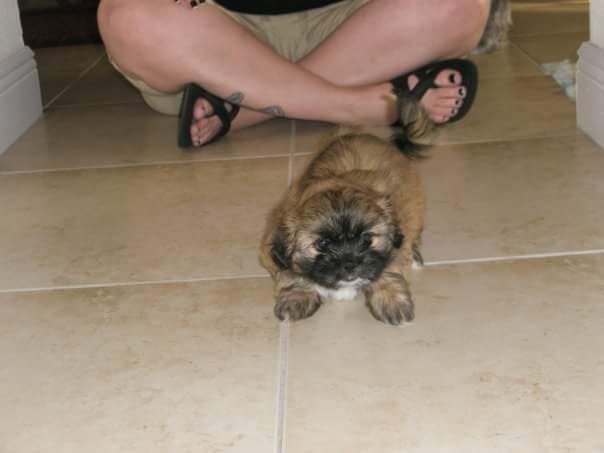 Puppy Paris on the tile floor at Mommas feet.