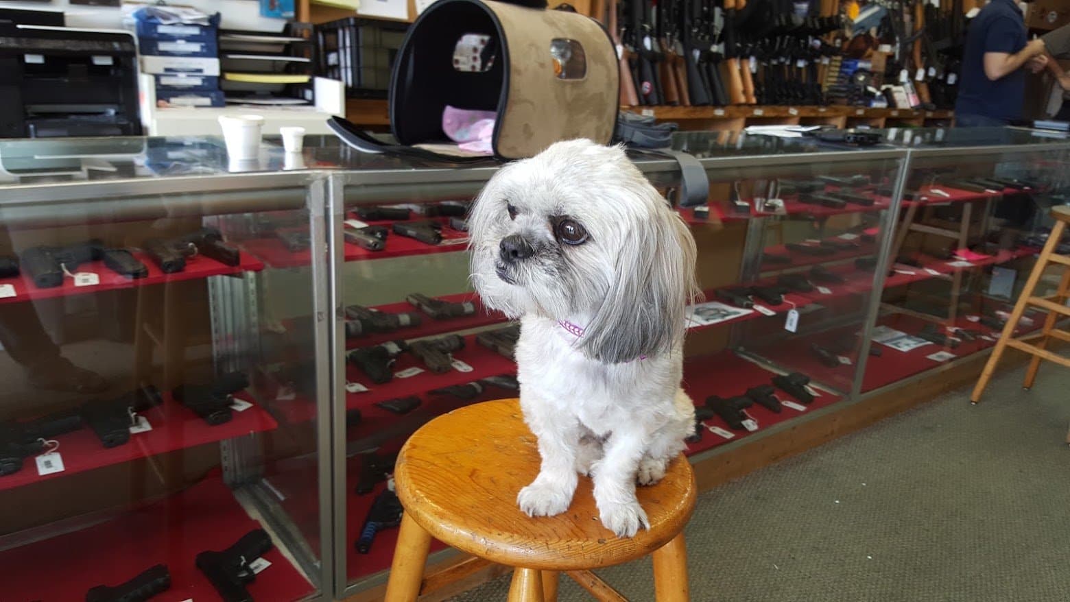 Paris sitting proudly on a stool while out on an errand with Momma.