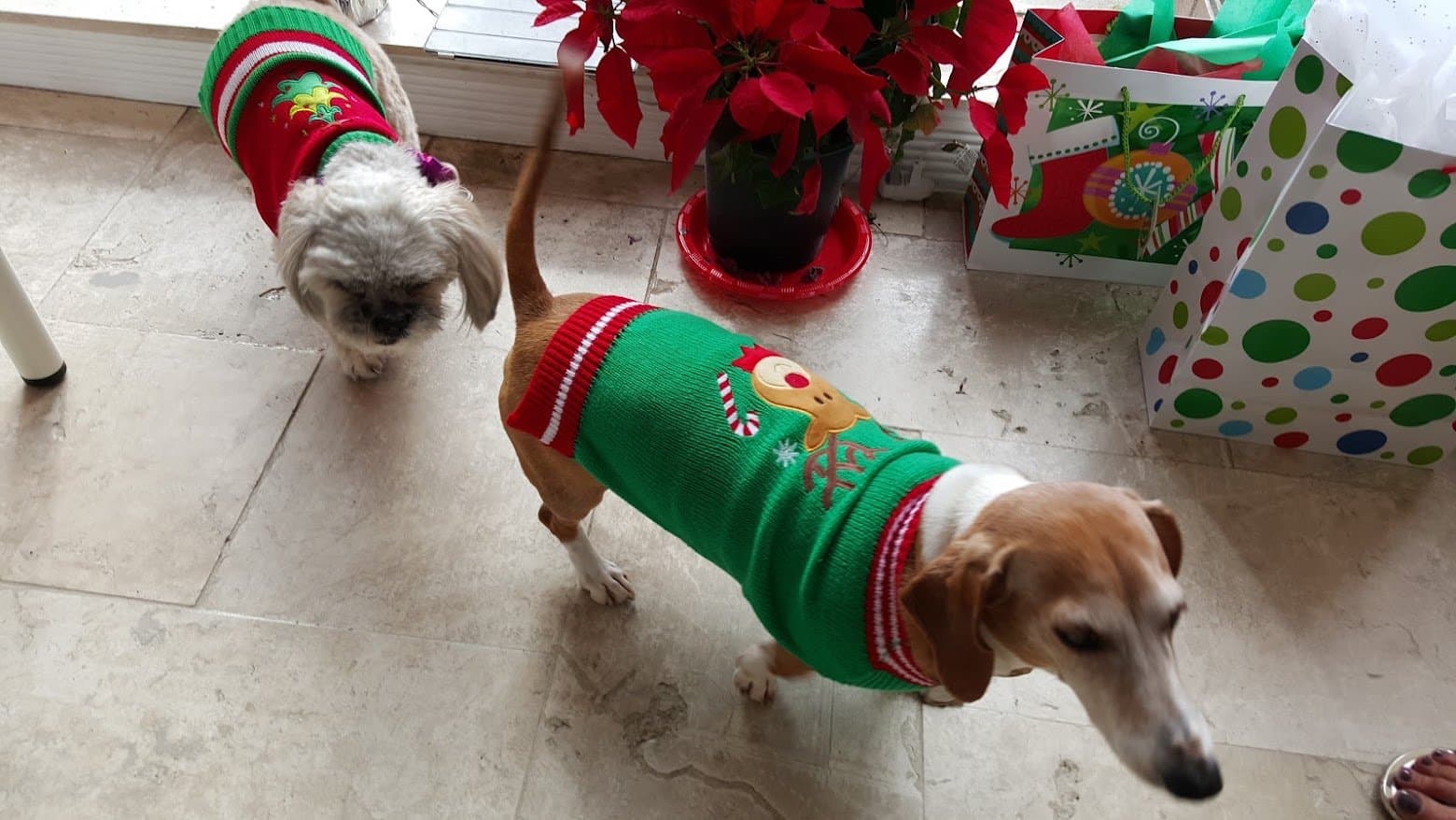 Paris and a friend in matching holiday sweaters.