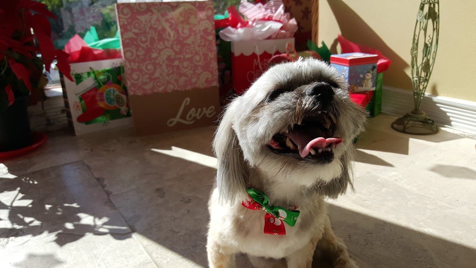 Paris grinning in the sun beside a pile of Christmas presents.