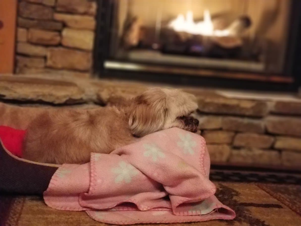 Paris curled up asleep in her bed by the glowing fireplace.