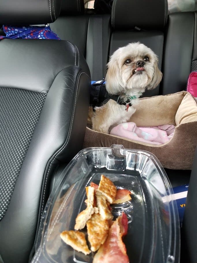 Paris in her car bed eyeing a snack of bacon on the road.