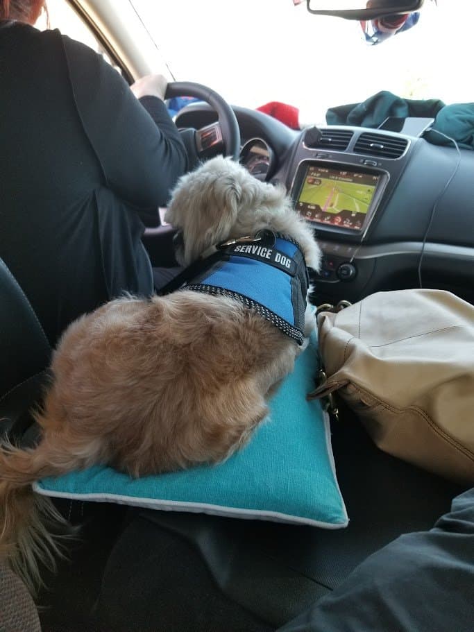 Paris riding up front in her travel vest on the drive.