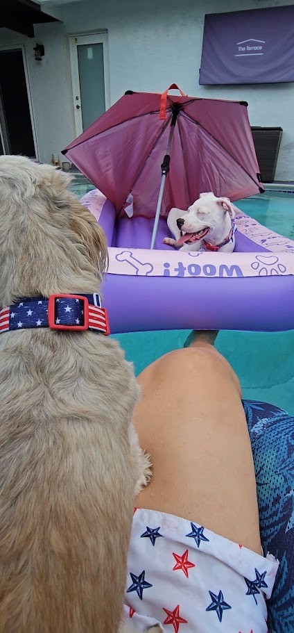 Paris in her flag collar in the foreground watching Misty float in the pool on a woof raft under a small umbrella on the Fourth of July.